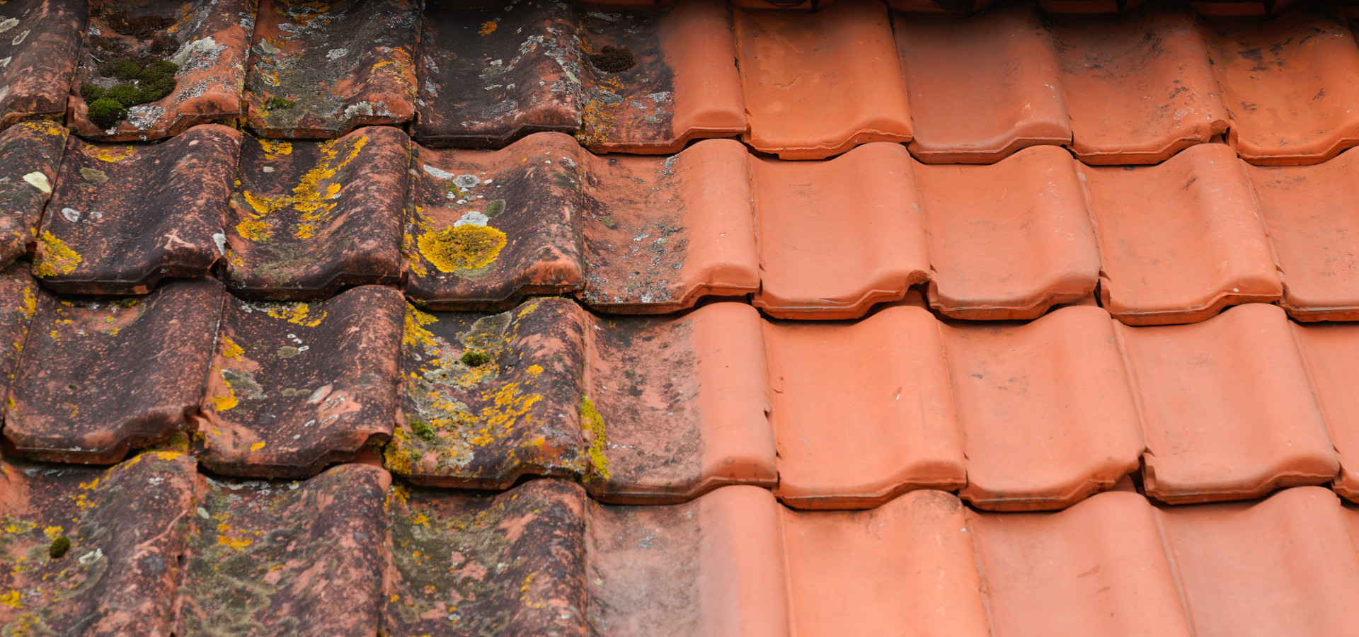 Moss removal & Roof cleaning